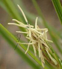 Carex globosa Flower